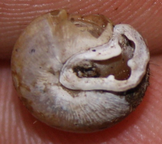 Isognomostoma isognomostomos?